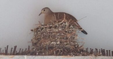 Poesia: Pele das Folhas