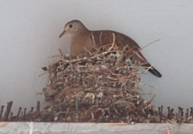 Poesia: Pele das Folhas